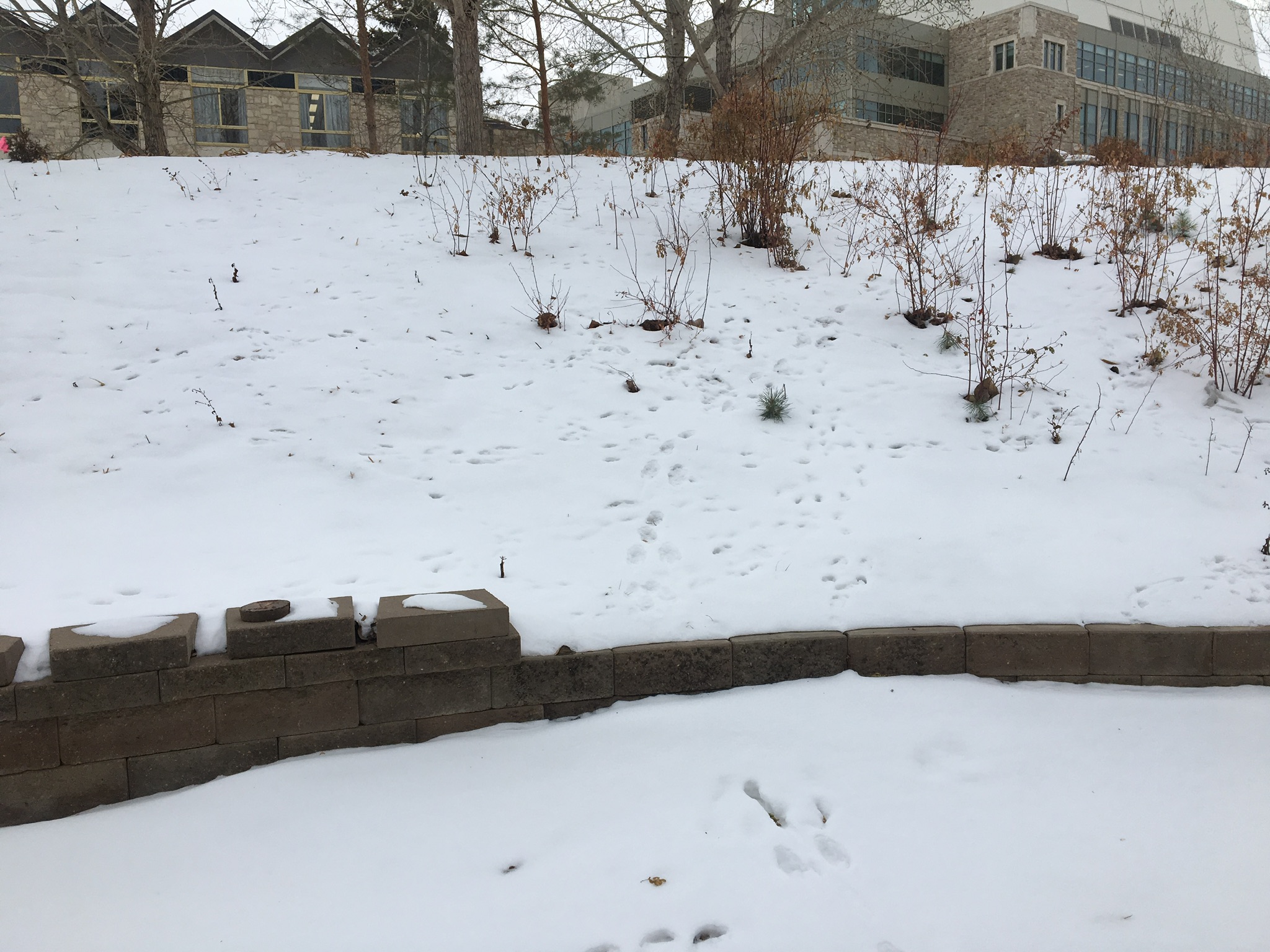 Animal tracks in the snow