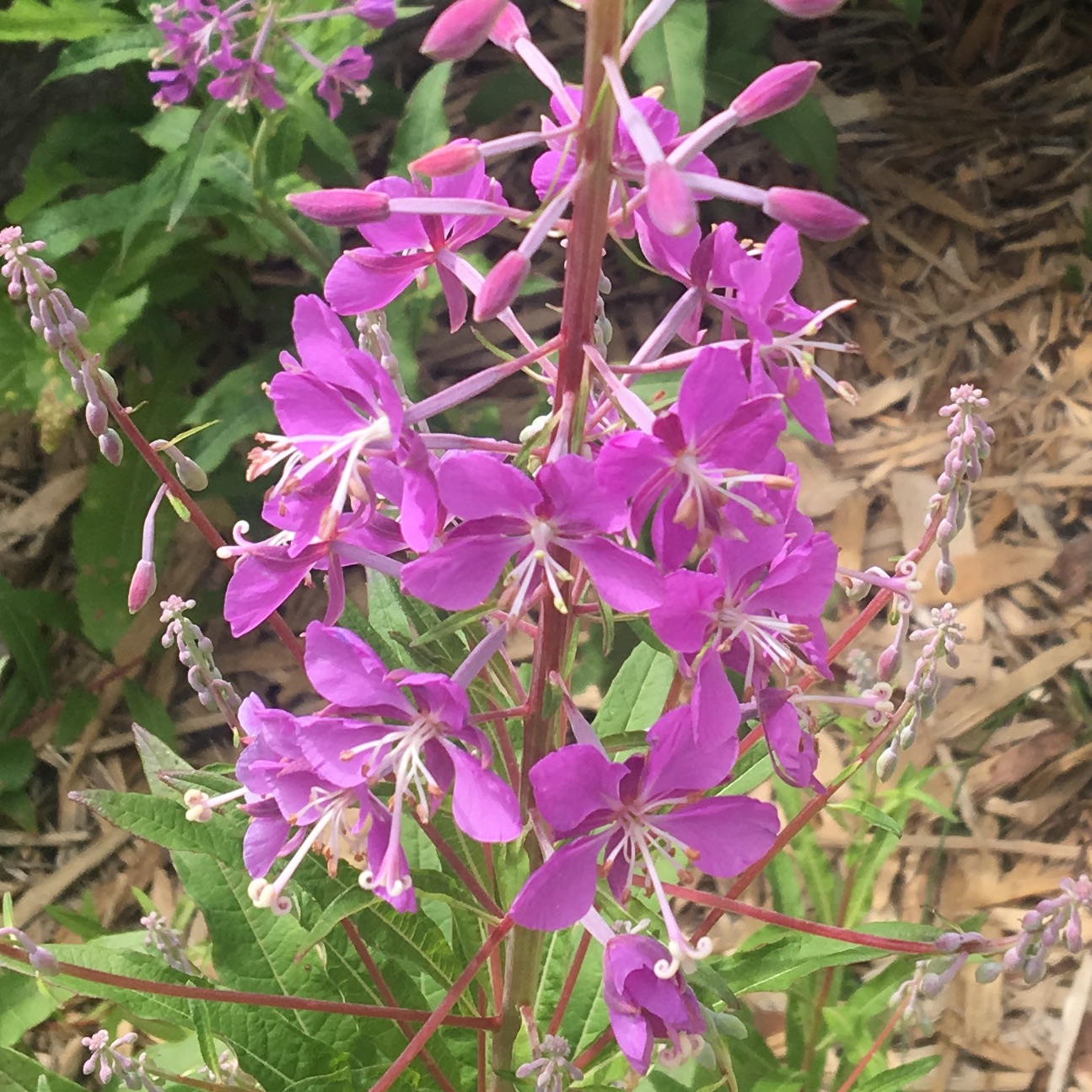 Fireweed - Traditional Garden | University of Saskatchewan