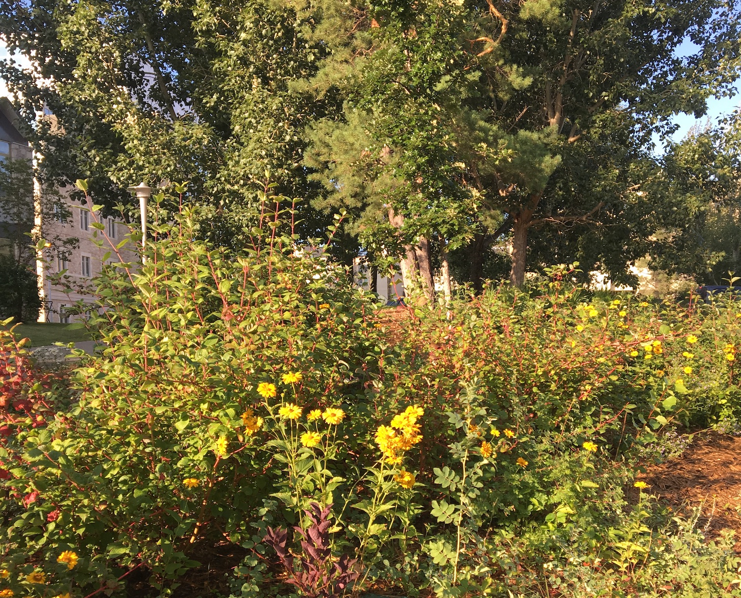 garden illuminated with golden sunlight